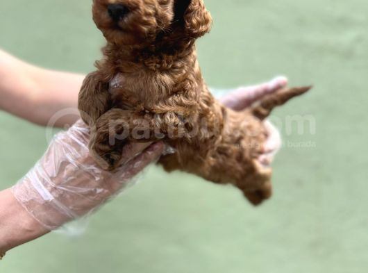 Toy Poodle Yavru görsel