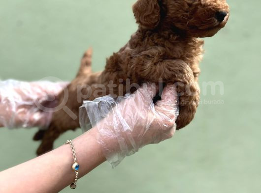 Toy Poodle Yavru görsel