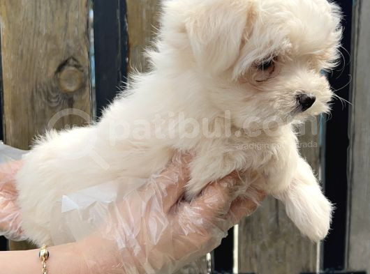 Kore Kan Maltese Terri̇er Yavru görsel