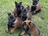 Erkek-Dişi Maskeli Belçika Malinois Yavrular