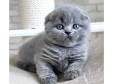 Gri Minnoş Yavrumuz Scottish Fold Shorthair