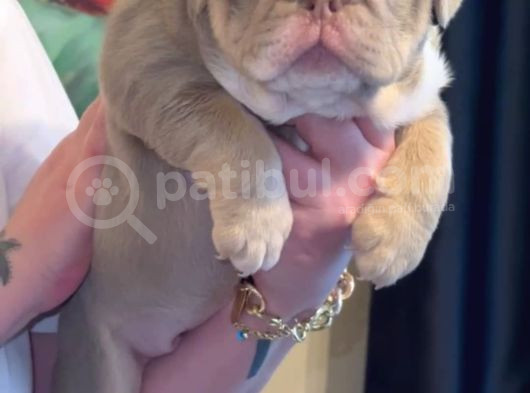 Si̇teni̇n En Güzel İngi̇li̇z Buldog Bebekleri̇ görsel