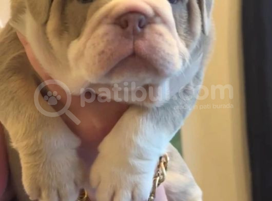 Si̇teni̇n En Güzel İngi̇li̇z Buldog Bebekleri̇ görsel