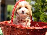 Maltipoo Büyümeyecek Yavrular