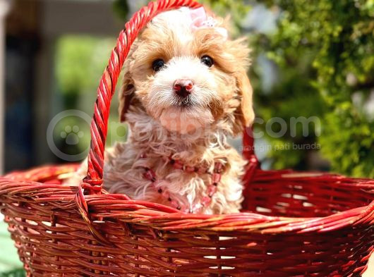 Maltipoo Büyümeyecek Yavrular görsel