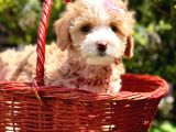 Maltipoo Büyümeyecek Yavrular