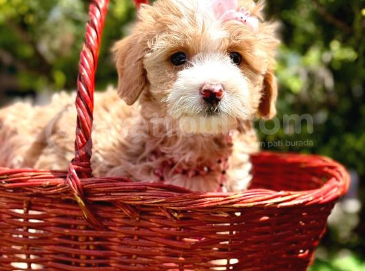 Maltipoo Büyümeyecek Yavrular görsel