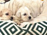 Maltipoo Bebekler