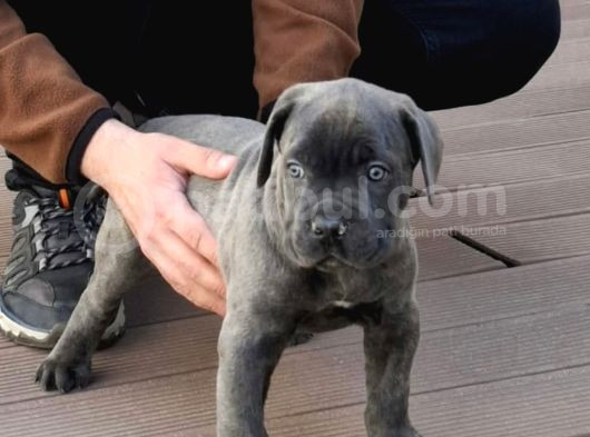 Dişi Blue Canecorsa görsel