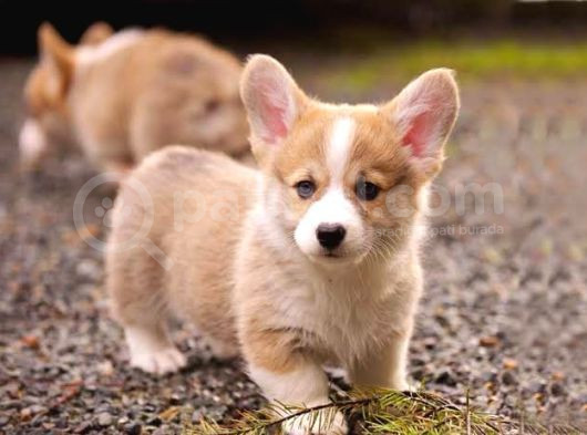 Pembroke Welsh Corgi̇ Özel Irk Bebekler görsel