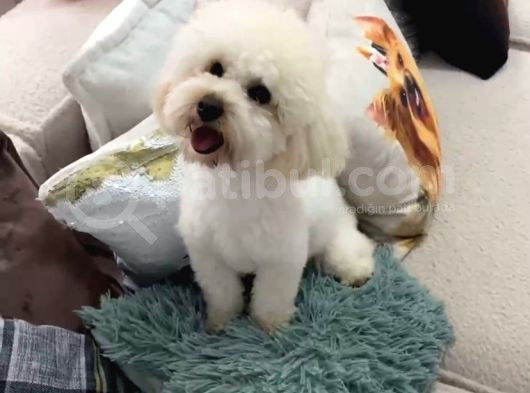 Toy Poodle Maltipoo Kopegime Yuva Ariyoruz görsel