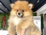 Pomerian Karamel
