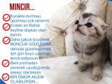 Aslan Parçasi