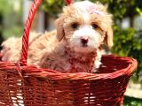 Maltipoo Büyümeyecek Yavrular