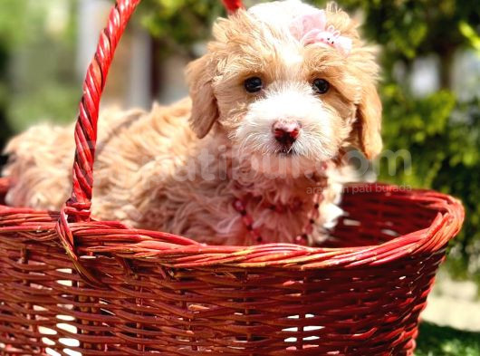 Maltipoo Büyümeyecek Yavrular görsel