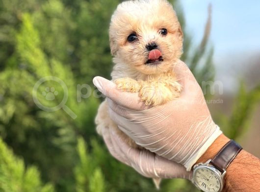 Sağlık Garantili Maltipoo Yavrular