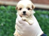 Sağlık Garantili Maltipoo Yavrular