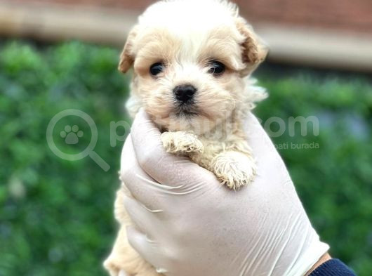 Sağlık Garantili Maltipoo Yavrular görsel