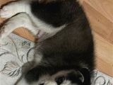 2 Aylık Ilk Aşıları Yapılmış Yavru Huskymiz