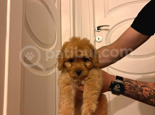 2 Aylık Maltipoo görsel