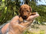 Red Browne Tea Cup Toy Poodle Bebekleri̇mi̇z