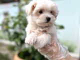 MALTESE TERRİER YAVRU