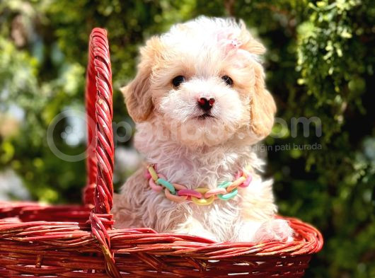 Mini Tüy Dökmeyen Maltipoo görsel