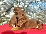 KIZIL DOBERMAN YAVRU