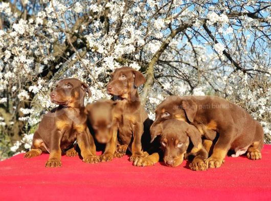 Kizil Doberman Yavru görsel