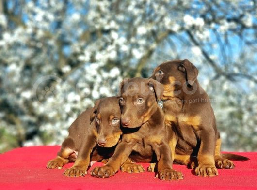 Kizil Doberman Yavru görsel