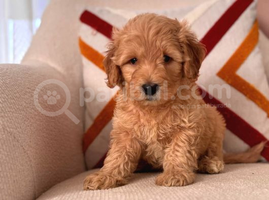 Üst Kali̇te Malti̇poo Bebekler görsel