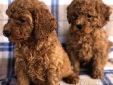50 Günlük Poodle Yavrular