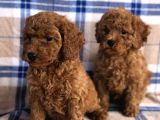 50 Günlük Poodle Yavrular