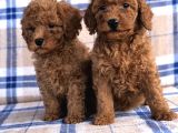50 Günlük Poodle Yavrular