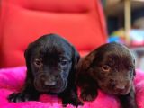 Cana Yakın Labrador Yavrularımız Yeni Sahibine Hazır