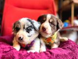 Akilli Ve Sevecen Border Collie Yavrulari  İlanda