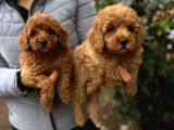Toy Poodle Bebekler