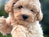 Maltipoo Dişi