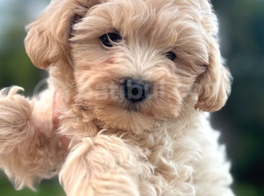 Maltipoo Dişi görsel