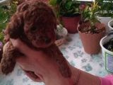 Çok Tatlı Erkek Teacup Poodle Yavrusu