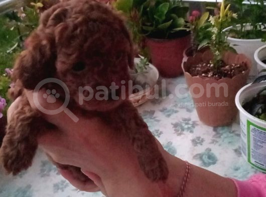 Çok Tatlı Erkek Teacup Poodle Yavrusu görsel