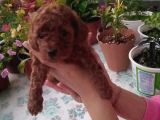 Çok Tatlı Erkek Teacup Poodle Yavrusu
