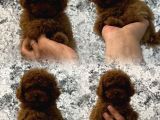 A KALİTE GERÇEK TOY POODLE YAVRULAR