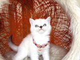 British Shorthair Silver Point Yavru