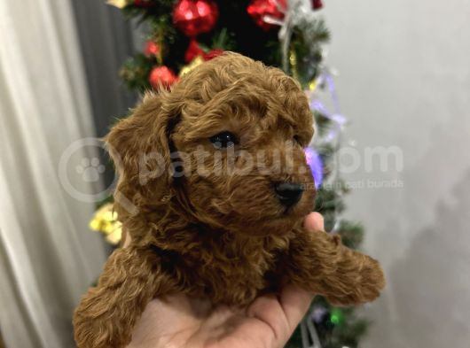 Toy Poodle Bebekler görsel