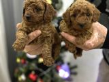 Toy Poodle Bebekler