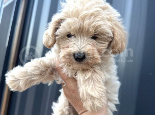 Maltipoo Dişi görsel