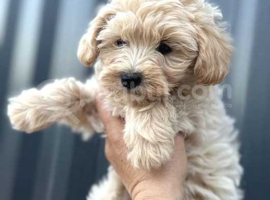 Maltipoo Dişi görsel