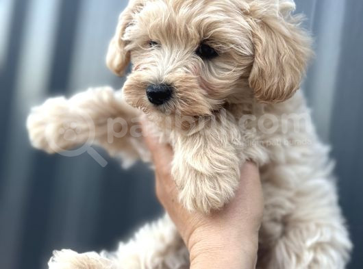Maltipoo Dişi görsel