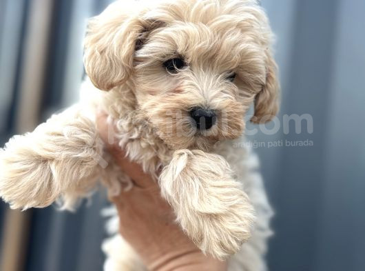 Maltipoo Dişi görsel